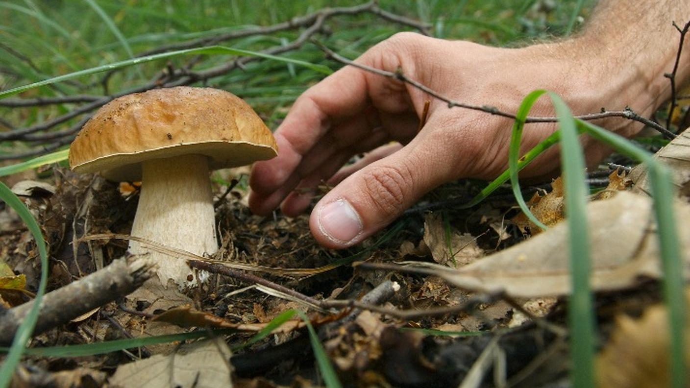 Attenzione, o si rovina il bosco!