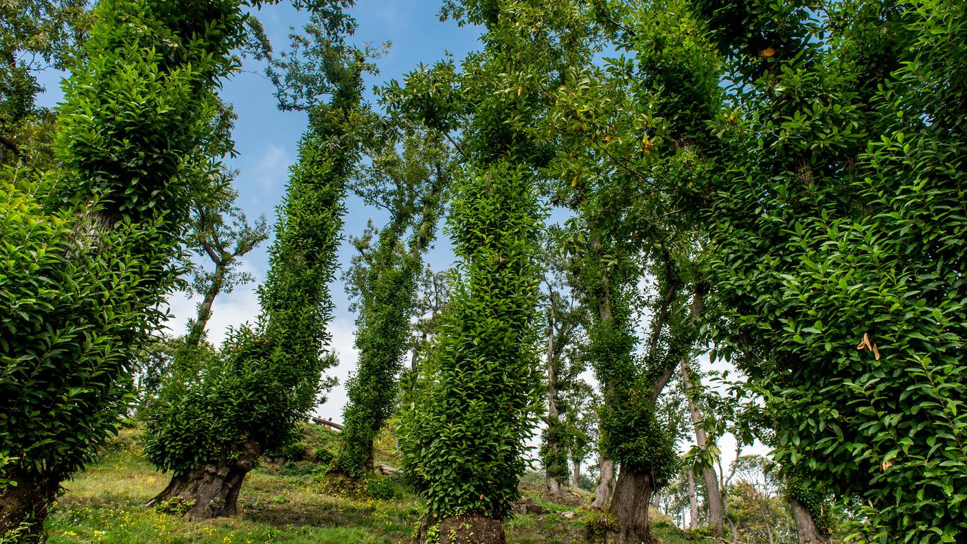 La selva castanile della Val Colla
