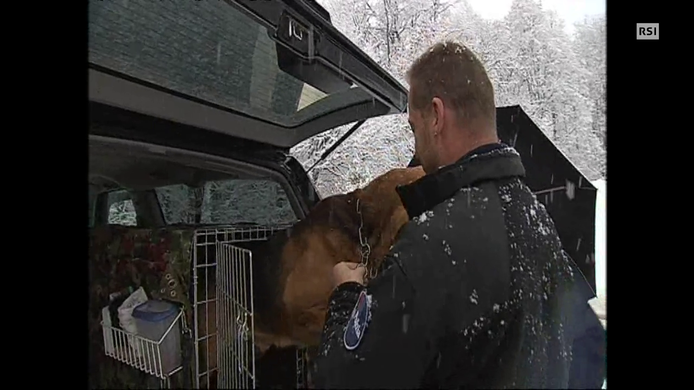 Il cane poliziotto (Quotidiano)