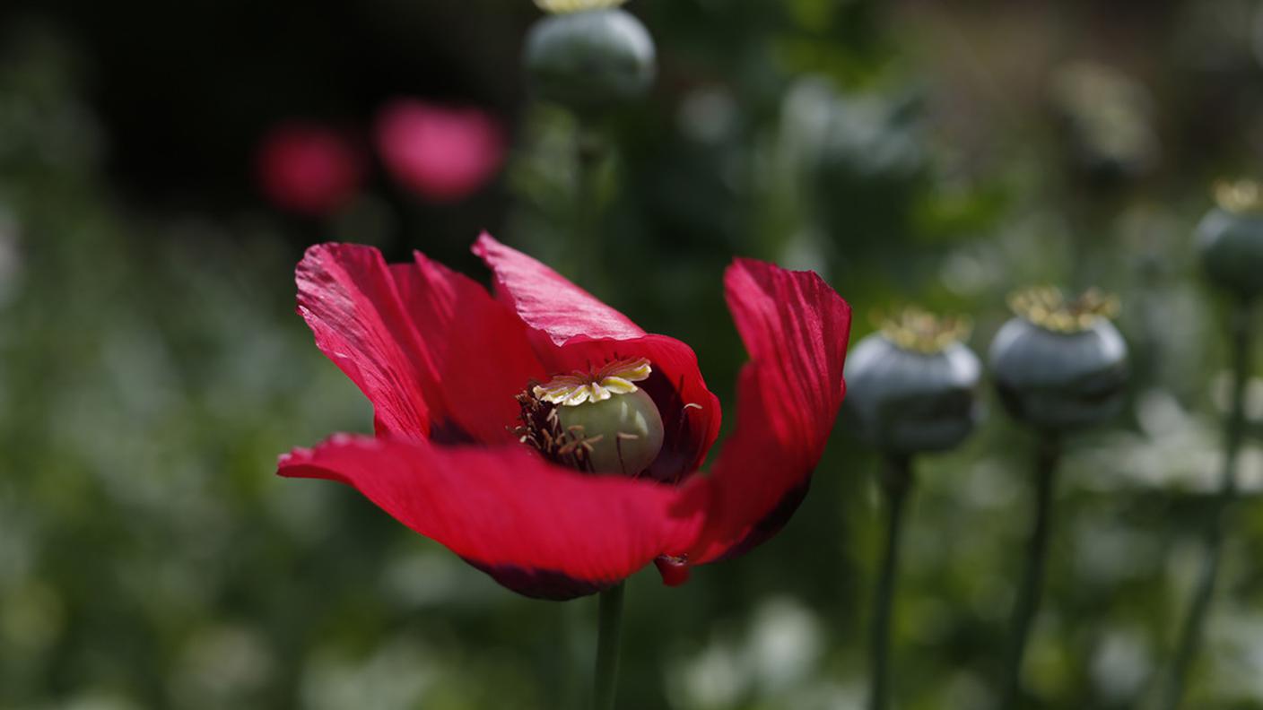 L’eroina venie prodotta attraverso l’elaborazione del papavero da oppio. Si ritiene che l'Afghanistan produca ed esporti il 90% della produzione mondiale di papavero da oppio (foto) per la realizzazione dell'eroina, ma coltivazioni importanti sono presenti anche in Turchia, Laos, Myanmar e Messico.