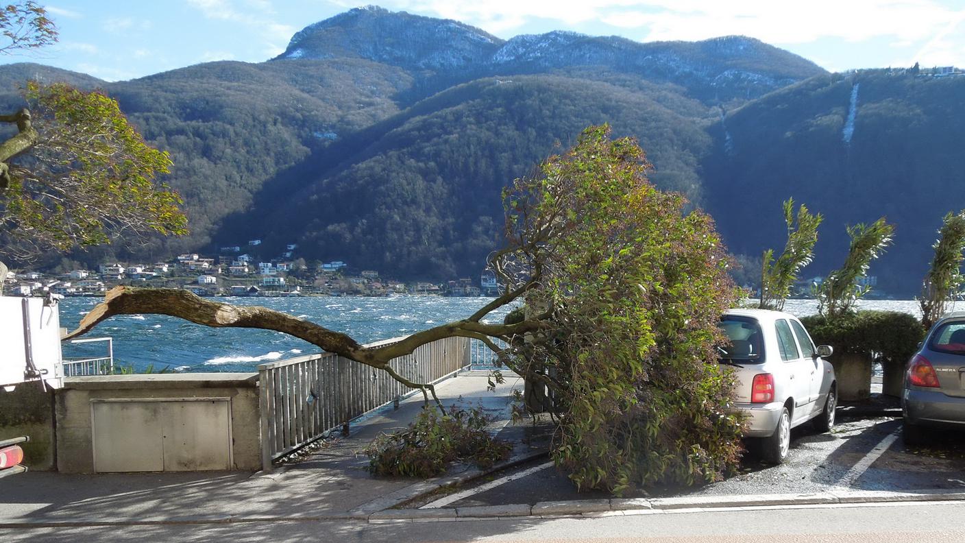 Il vento abbatte un albero a Morcote