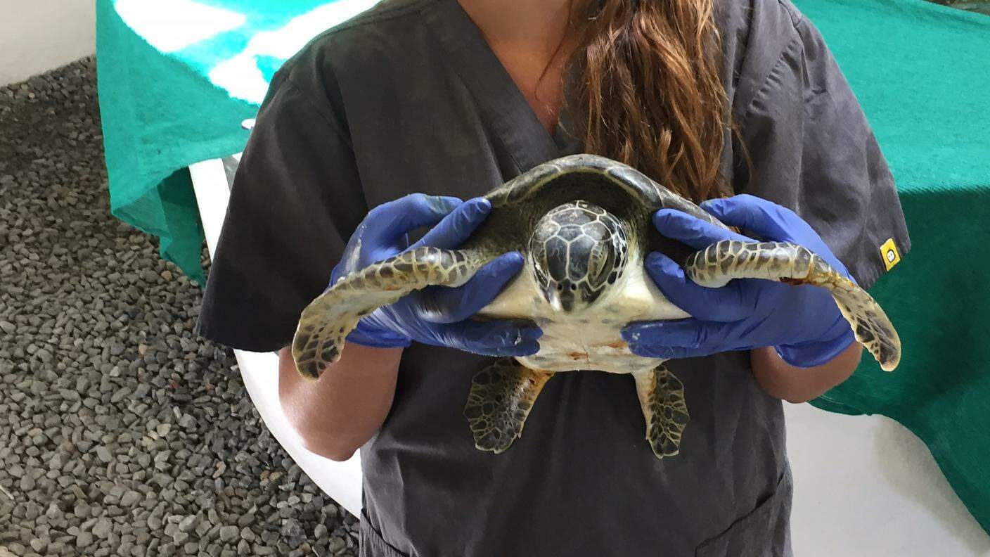 Spanky, giovane tartaruga vittima di un'overdose di plastica della Florida