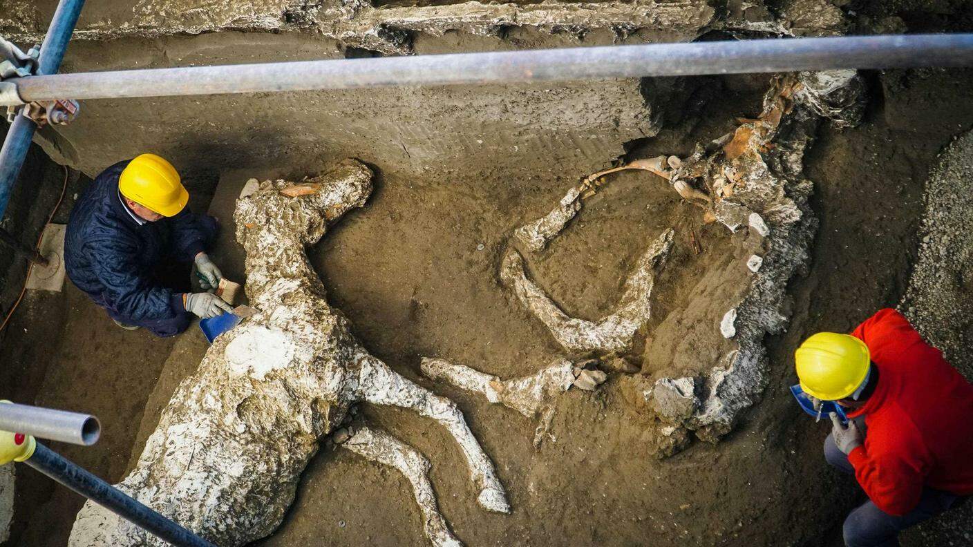 Il cavallo ritrovato nella stalla di Pompei, sommersa da cenere e lava del Vesuvio