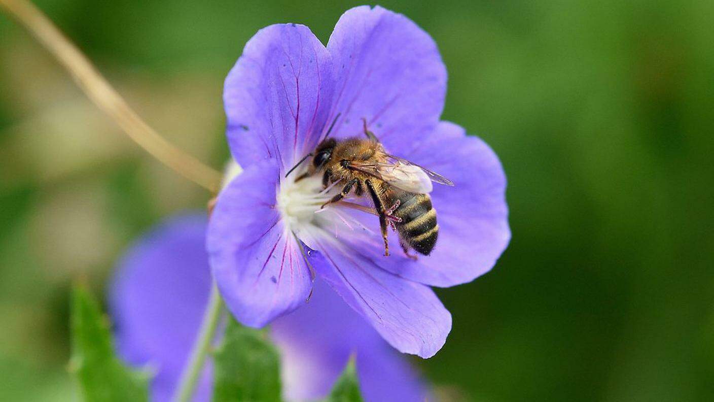 Inquinamento e pesticidi stanno minacciando milioni di api
