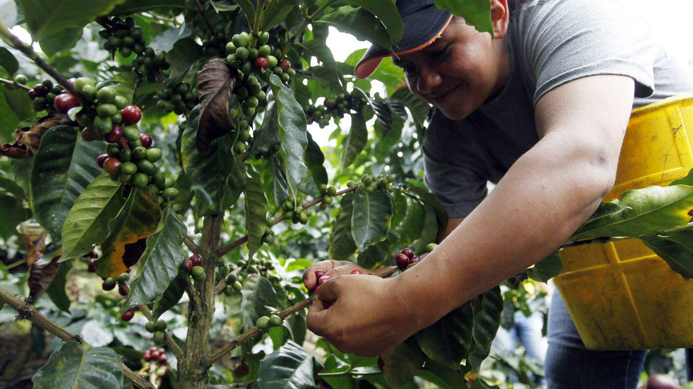 La raccolta del caffè in una piantagione a Viota, in Colombia