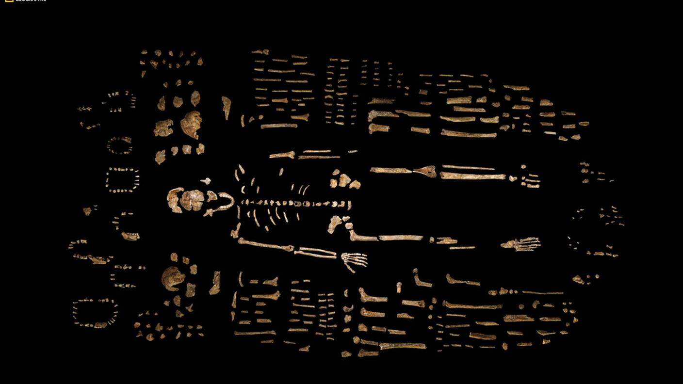 Le ossa dell'Homo naledi