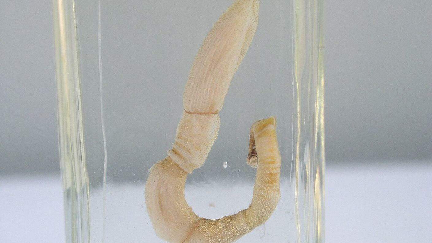 Un verme della specie Saccoglossus kowalevskii, studiata dagli esperti