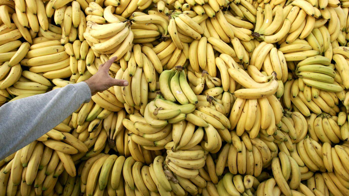 I "nei" delle banane sono stati molto utili ai ricercatori
