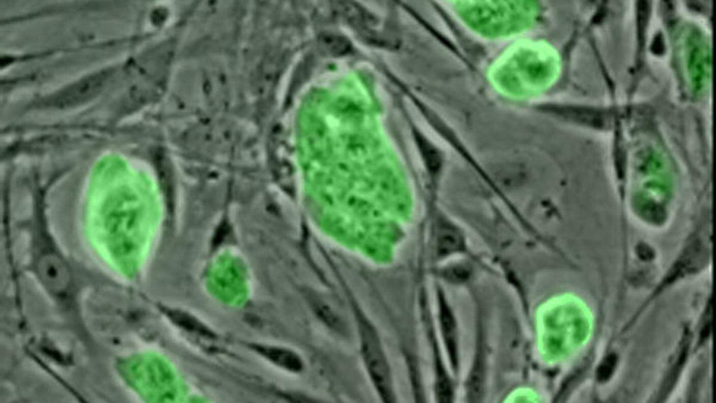 Cellule staminali embrionali di topo