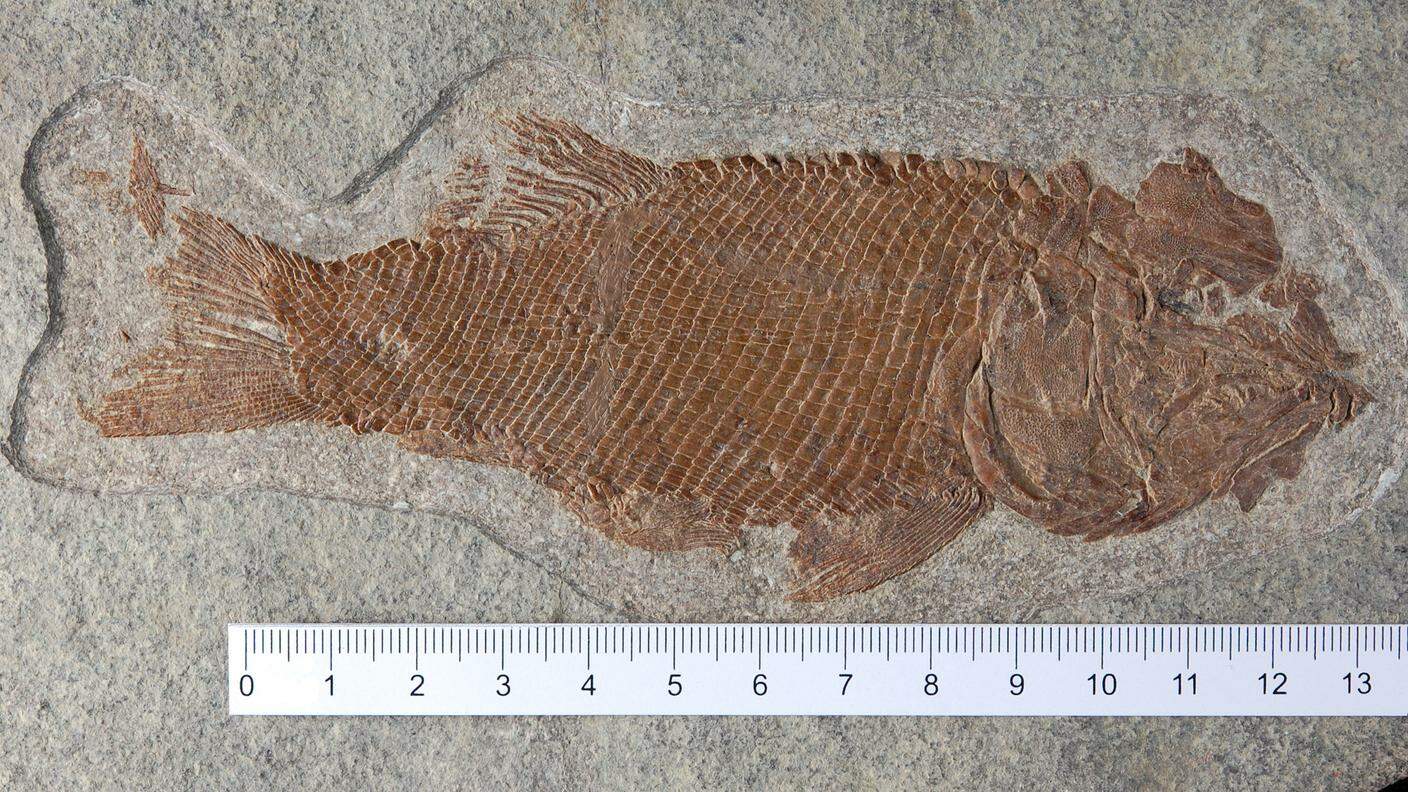 Scoperto sul San Giorgio un nuovo tipo di pesce fossile