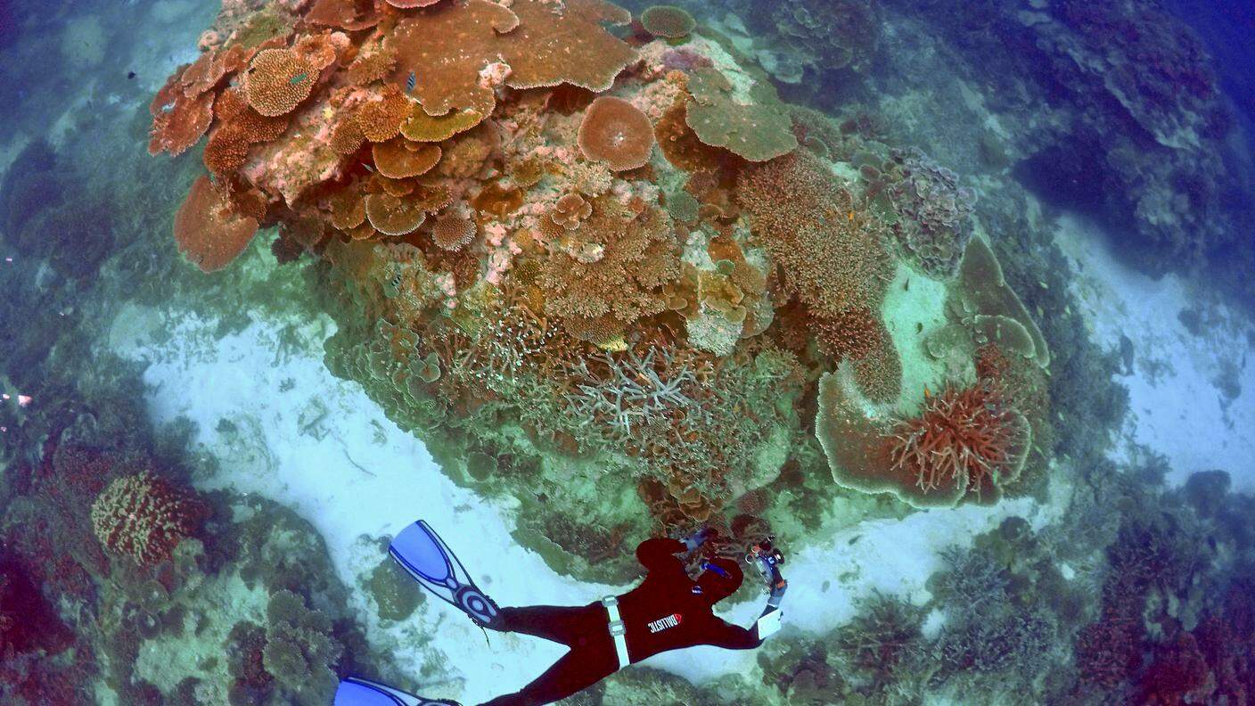 La barriera corallina sta perdendo il suo caratteristico colore rosso