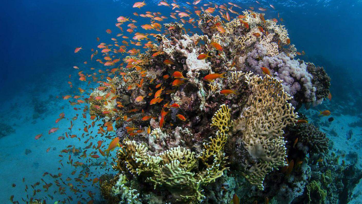 Le alte temperature distruggono la barriera corallina