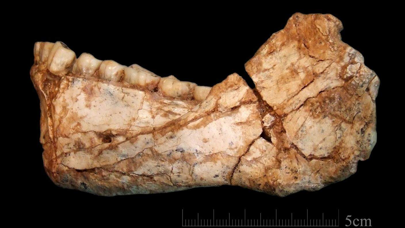 Uno dei fossili ritrovati in Marocco