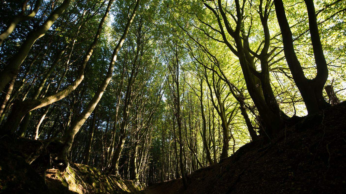 Boschi e foreste possono ridurre fino a sette miliardi di tonnellate di CO2 all'anno