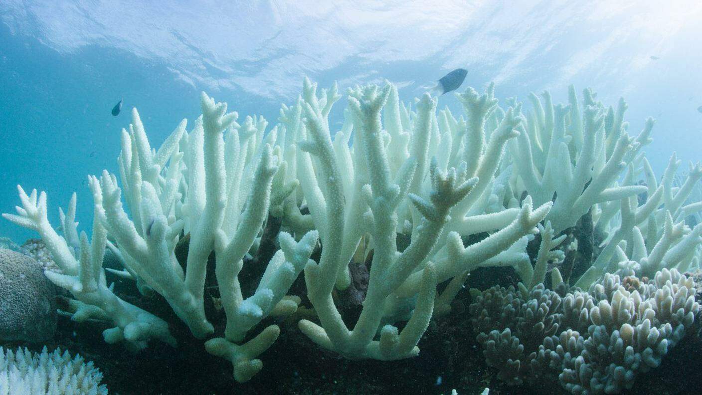 Un corallo sbiancato