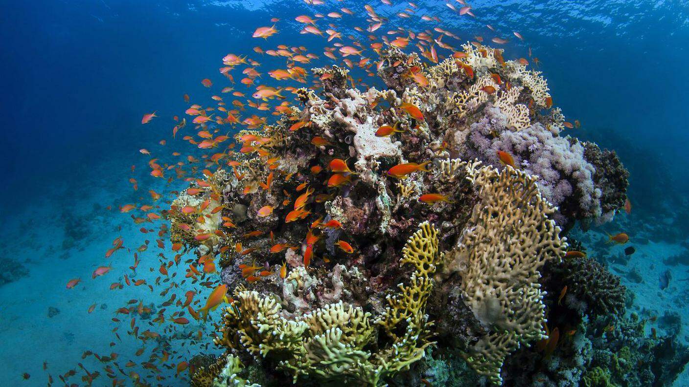 Pesci attorno a uno gruppo di coralli