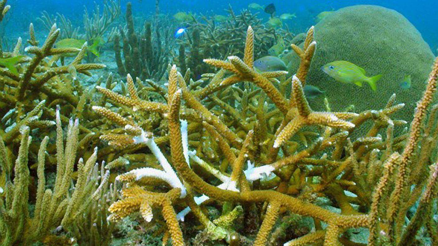 La plastica uccide la barriera corallina