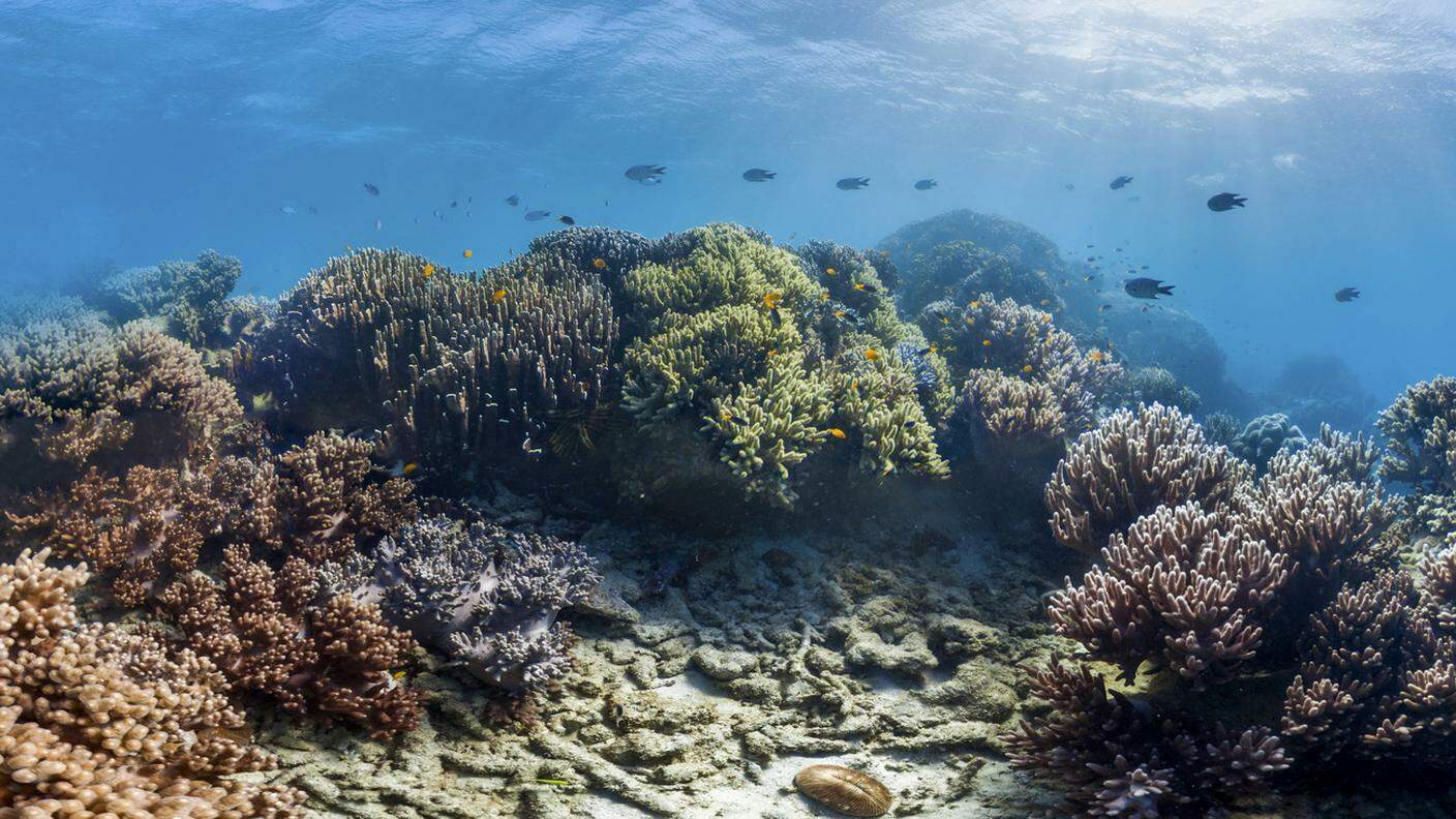 Barriera corallina australiana