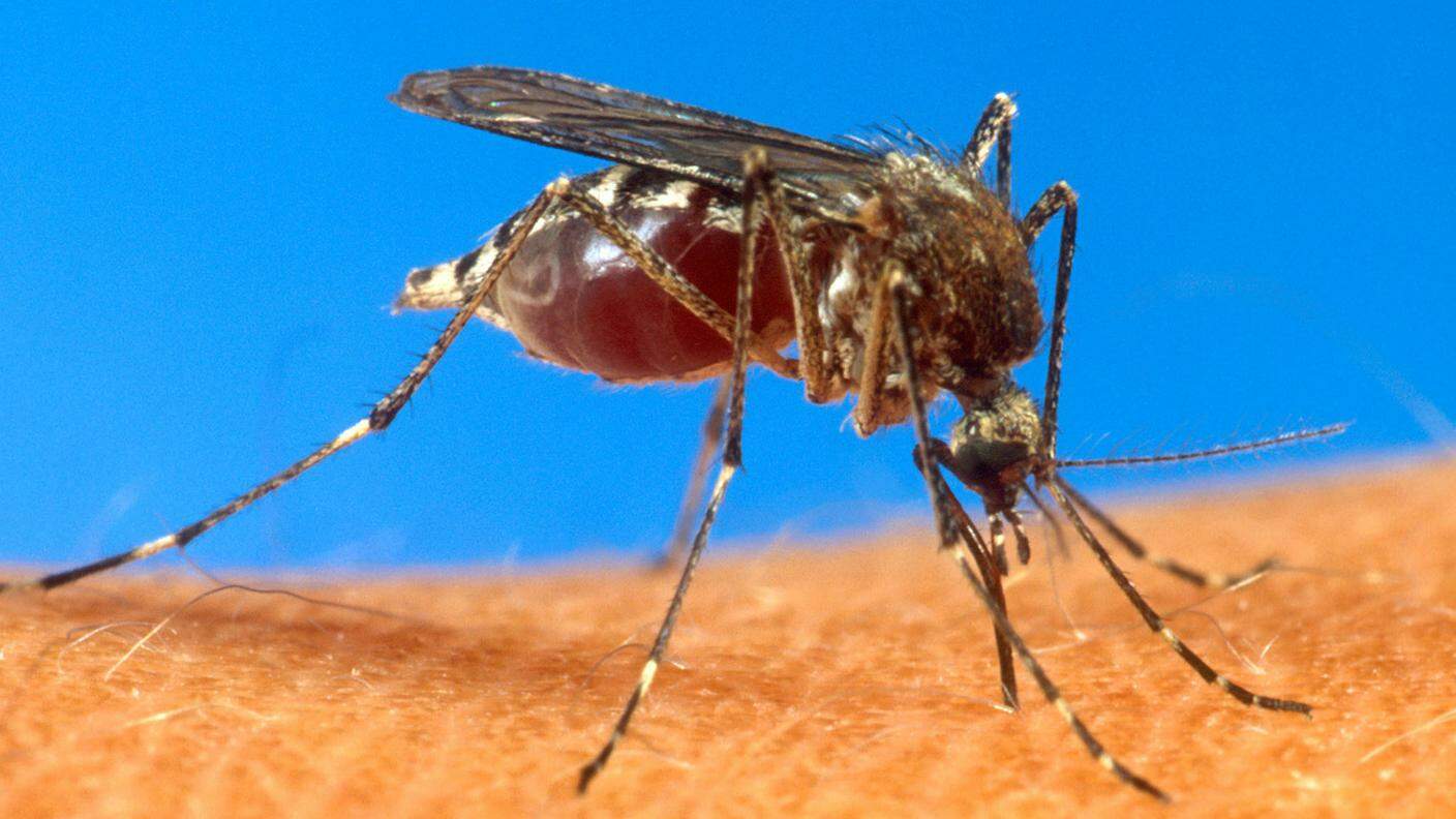 Nuovi rimedi contro le zanzare portatrici di malattie