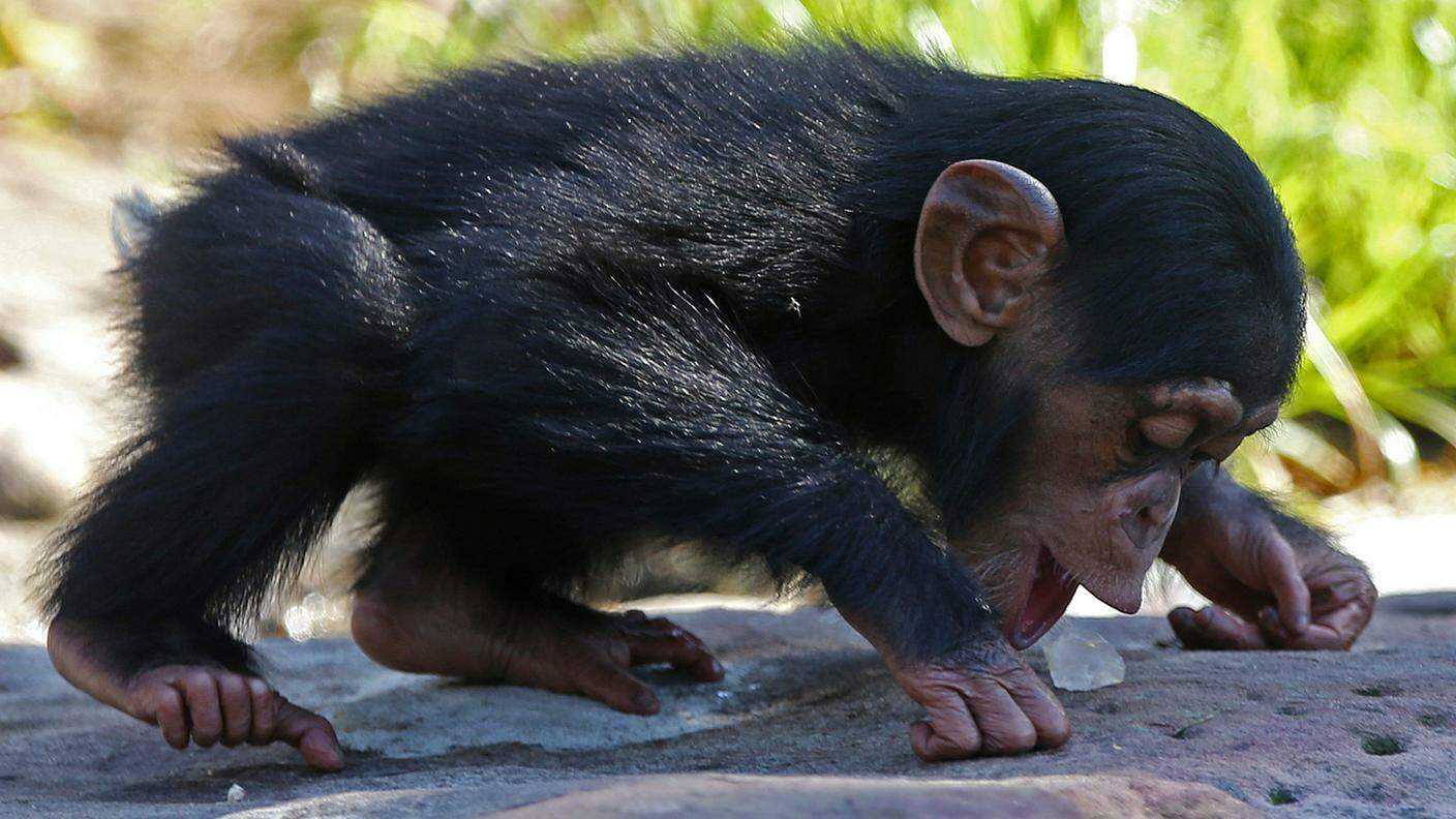 Un cucciolo di scimpanzè. Le scimmie dimostrano un'elevata igiene personale