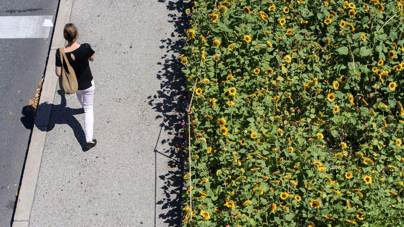 L'esperimento di un campo con migliaia di girasoli in un quartiere urbanizzato di Ginevra