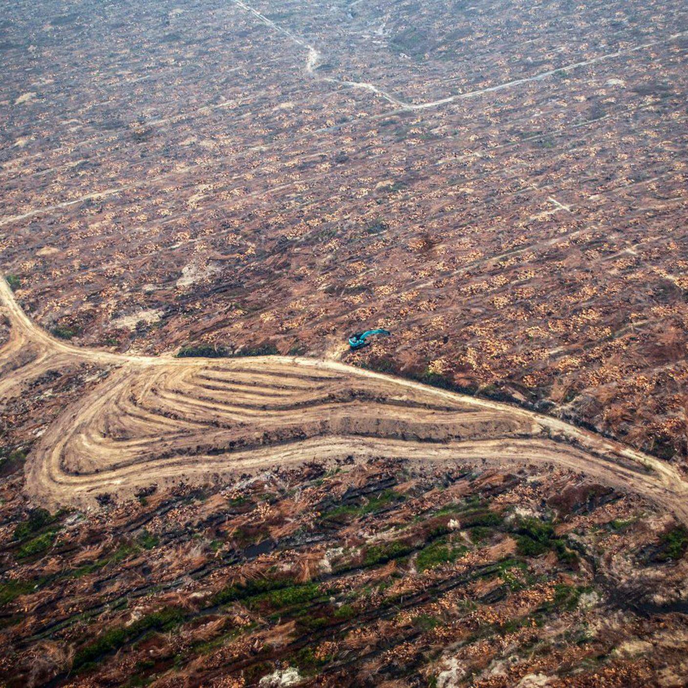 Olio di palma causa di deforestazione