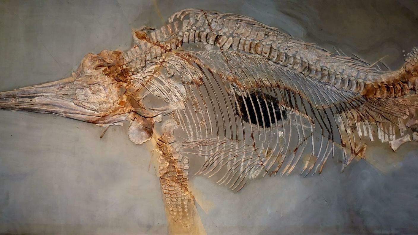 Lo scheletro di un ittiosauro