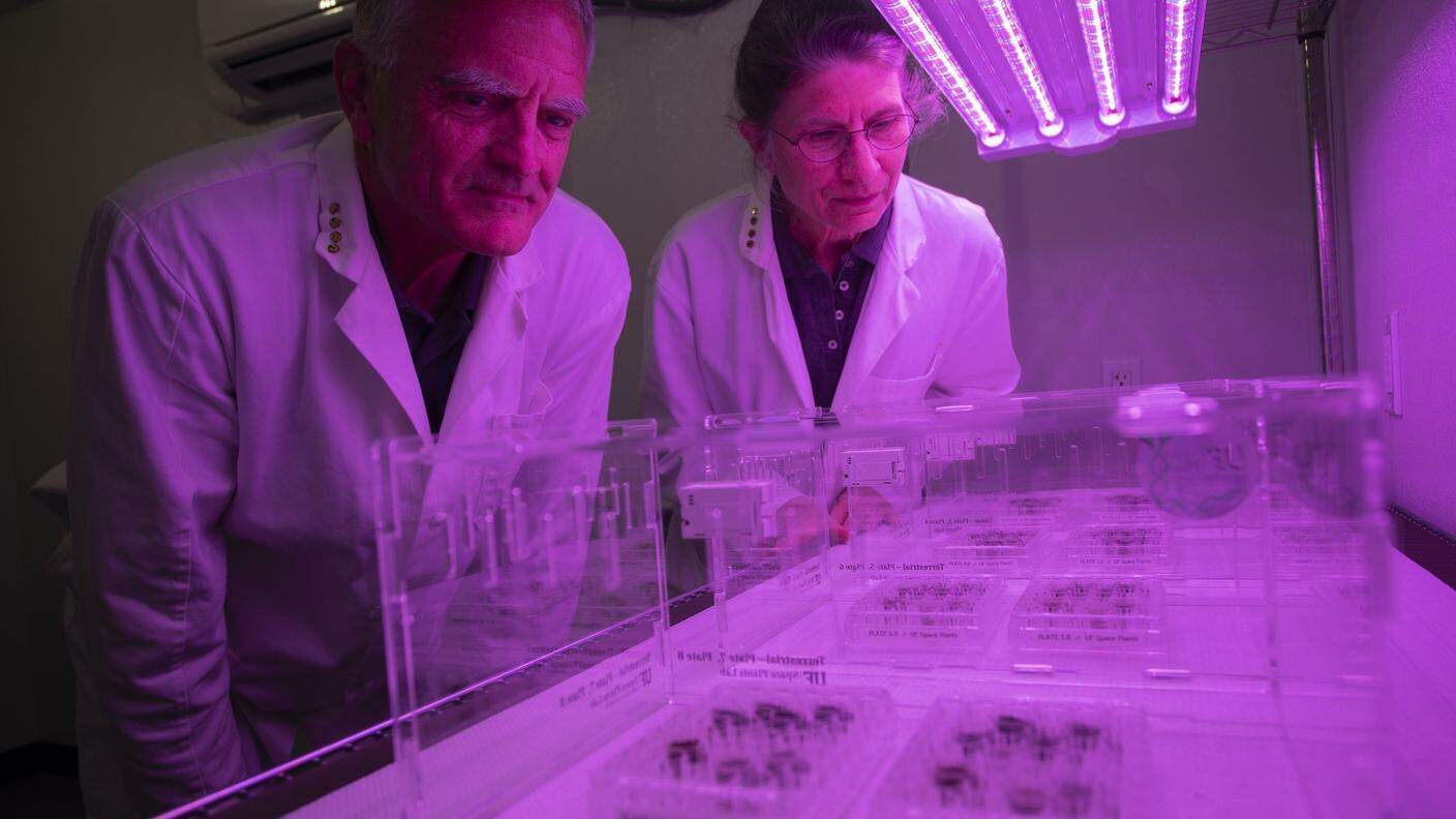 Rob Ferl e Anna-Lisa Paul mentre attendono di sapere se i semi piantati nel suolo lunare entrare nella fase germinativa sotto le luci LED del laboratorio