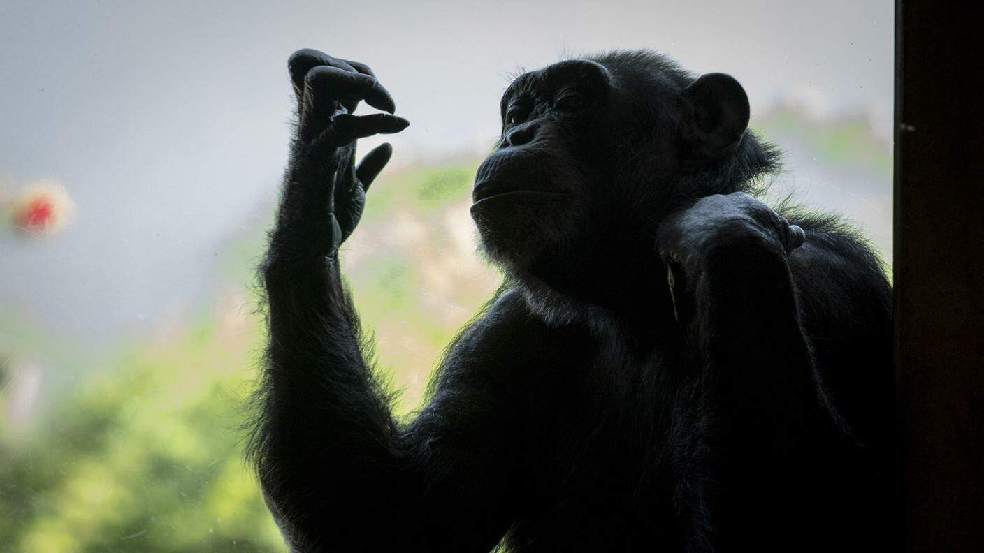 "Cogito ergo sum": gli scimpanzé comunicano tra loro con un sistema linguistico complesso e strutturato