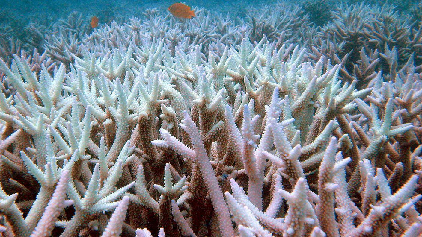 Preoccupante sbiancamento per i coralli del Pacifico