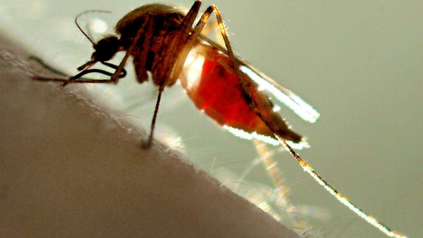 In arrivo zanzare OGM