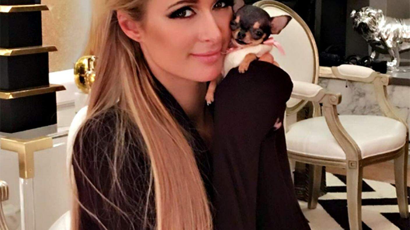 Paris Hilton sorride sui social media insieme al suo mini-chihuahua