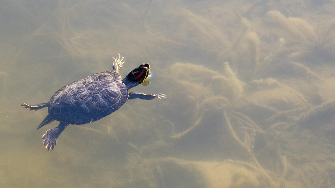 tartaruga testuggine acqua letargo Goldau zoo 2.2014 ky.JPG