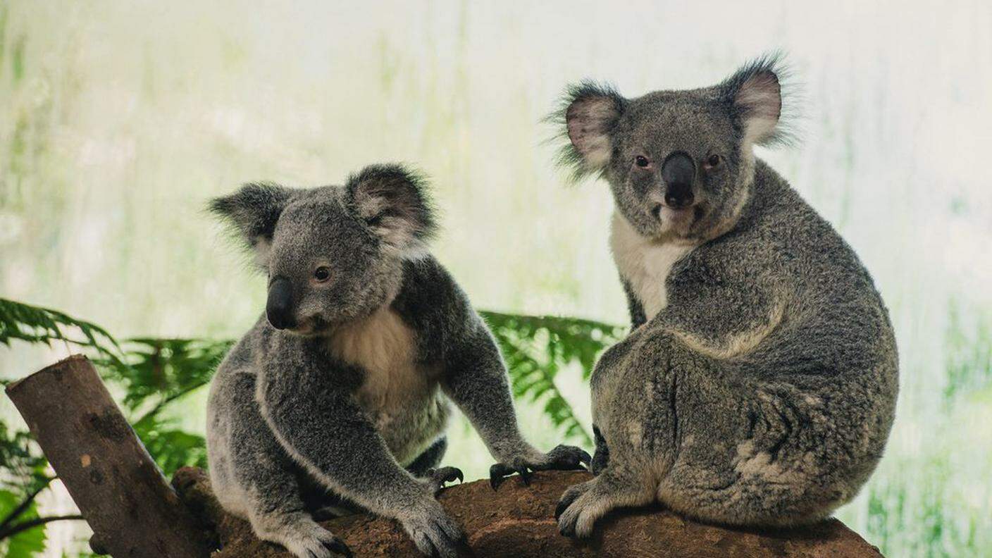 Specie protetta nell'intero Queensland australiano