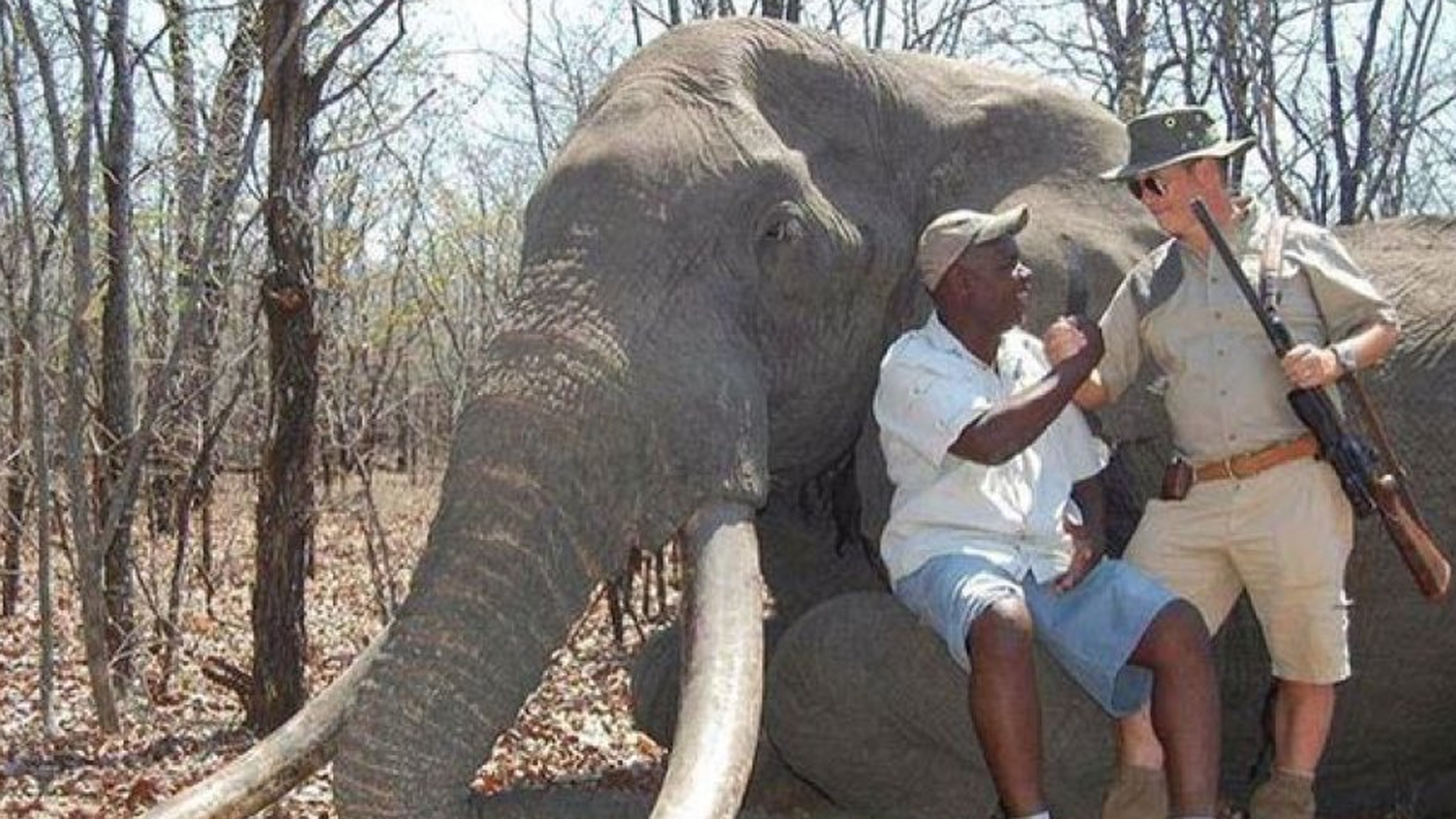 Una delle foto pubblicate sui social network con l'elefante abbattuto