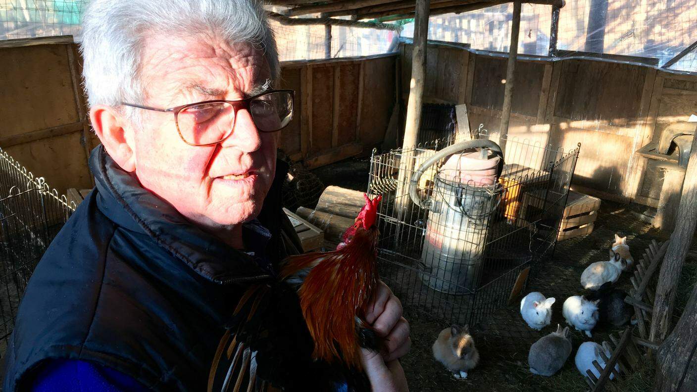 Giancarlo Galli, con il suo gallo e alcuni dei conigli affidati al Rifugio