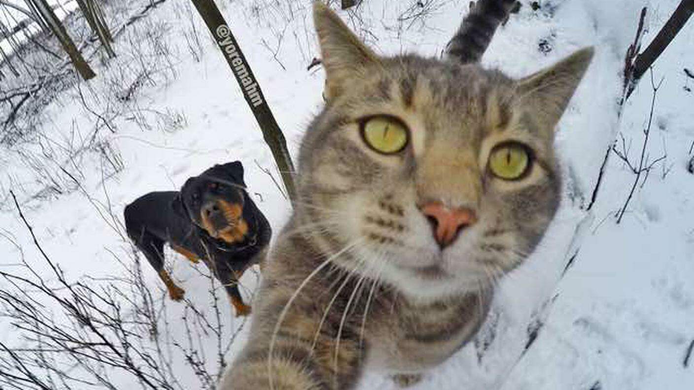 Quattro passi nella neve con l'amico cagnolino