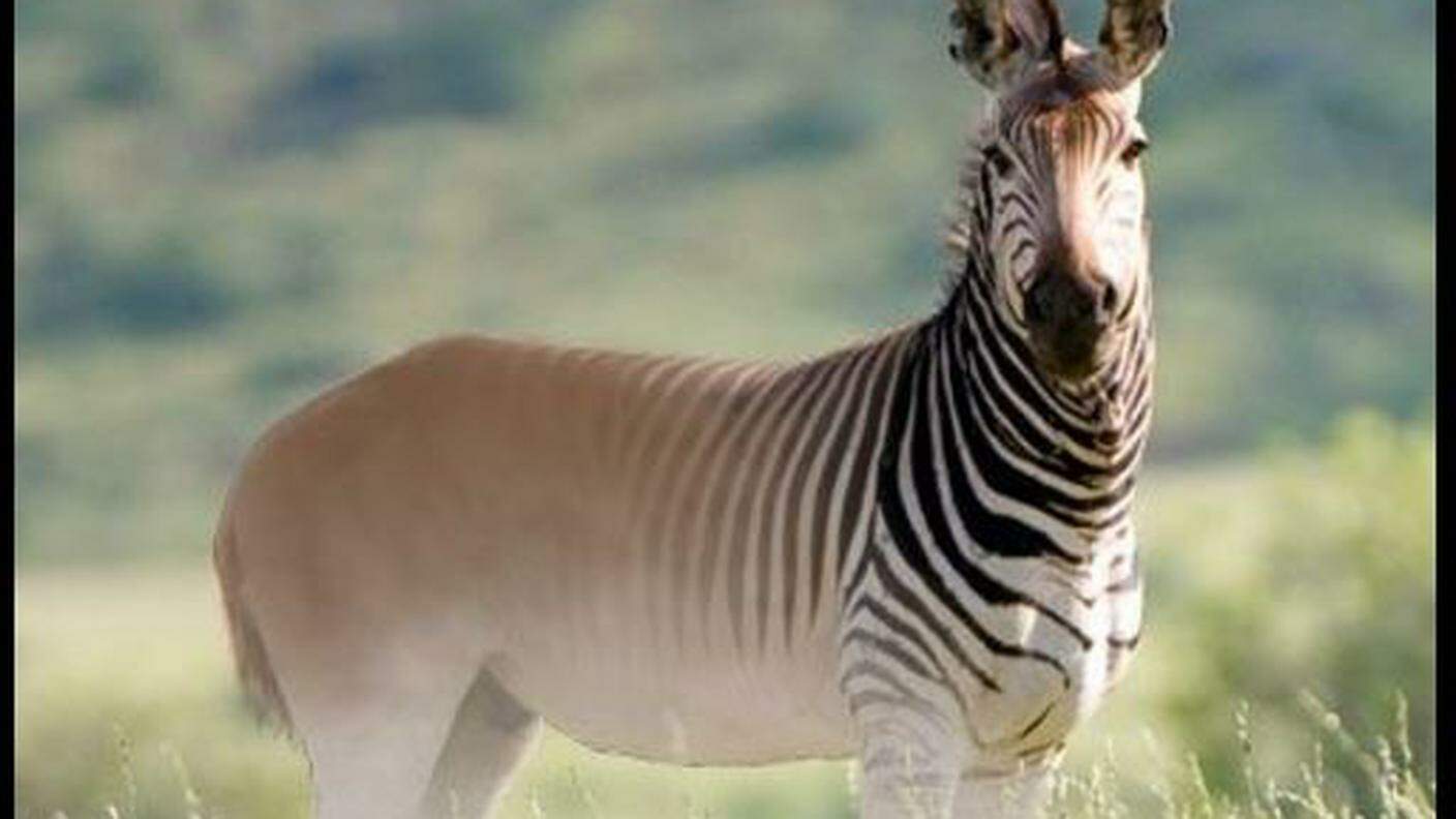 Una zebra "incompleta"