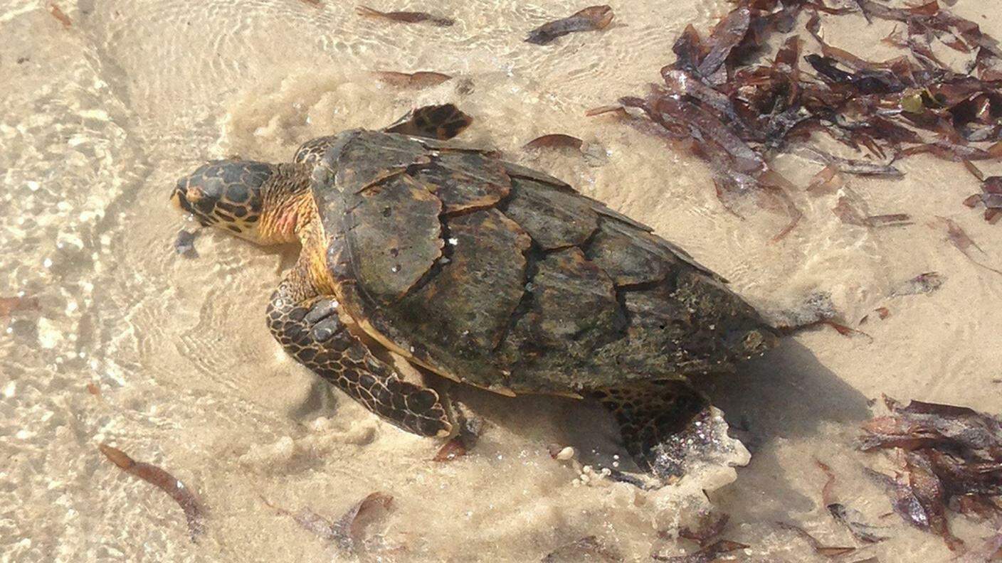 Stroncato in India traffico illegale di tartarughe