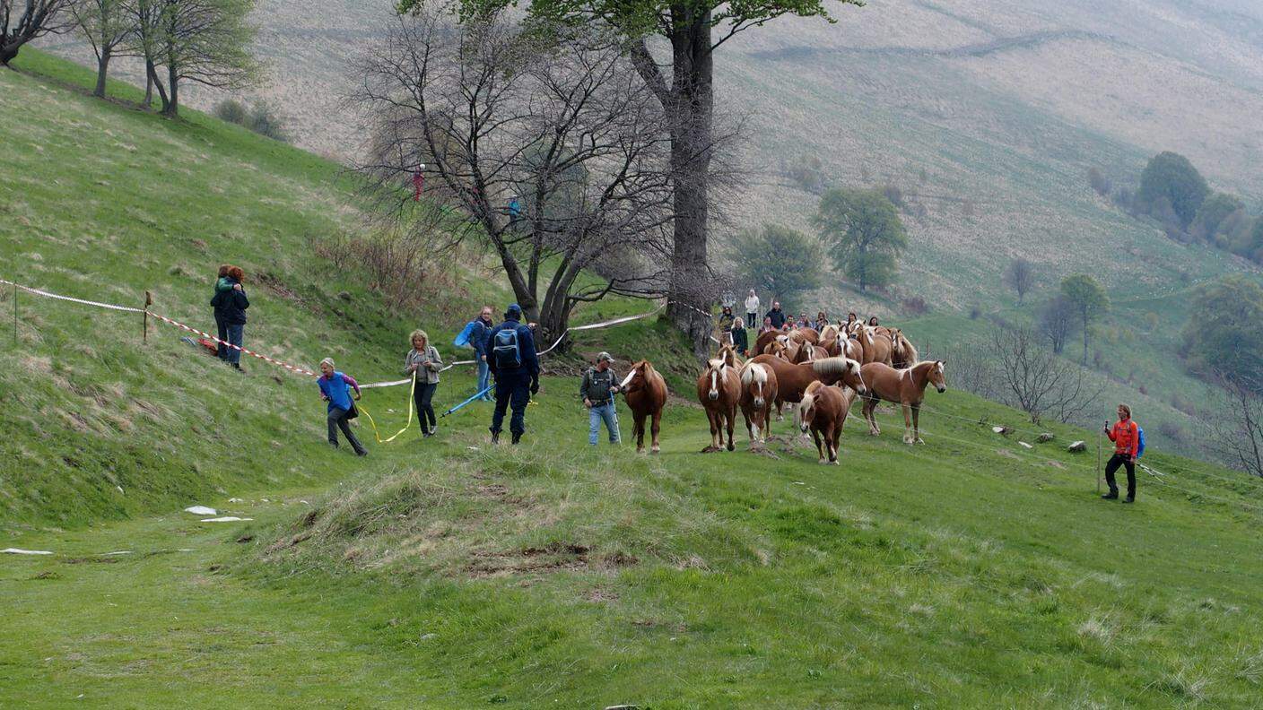 I cavalli accompagnati dai volontari nel loro tragitto