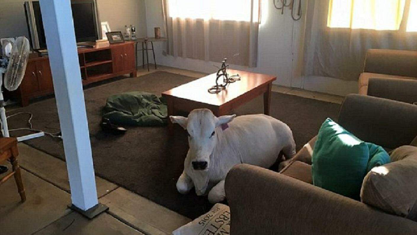 Beryl, la mucca più domestica che c'è, sul suo tappeto