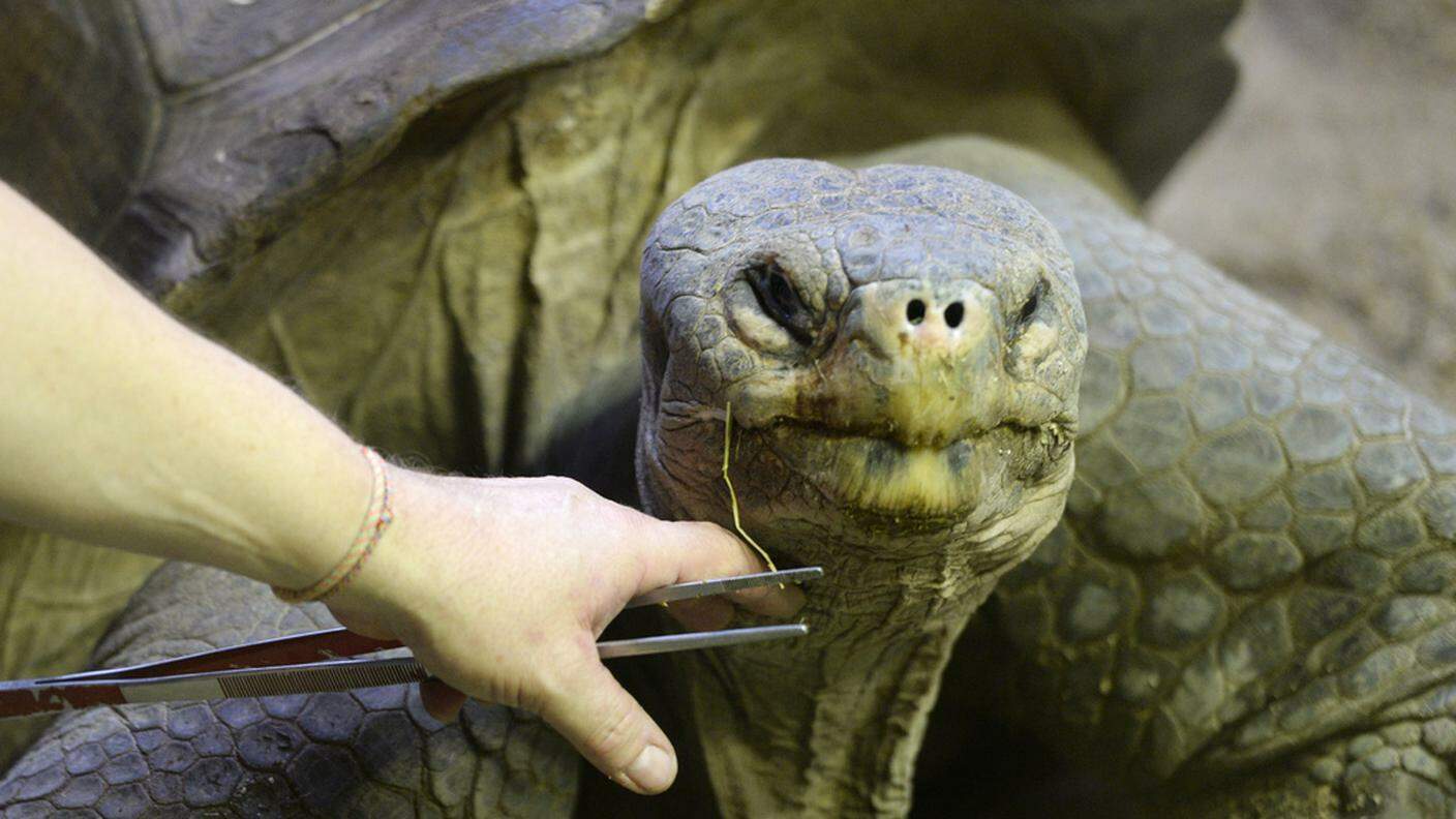 Lo zoo di Zurigo è l'unico in Europa dove nascono le tartarughe giganti delle Galapagos