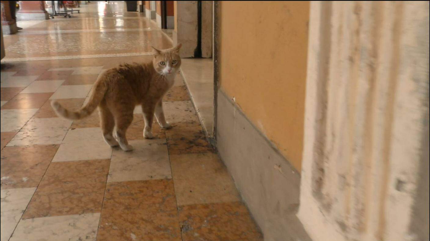 Il gatto Gino, a passeggio sotto i portici di San Giovanni in Persiceto