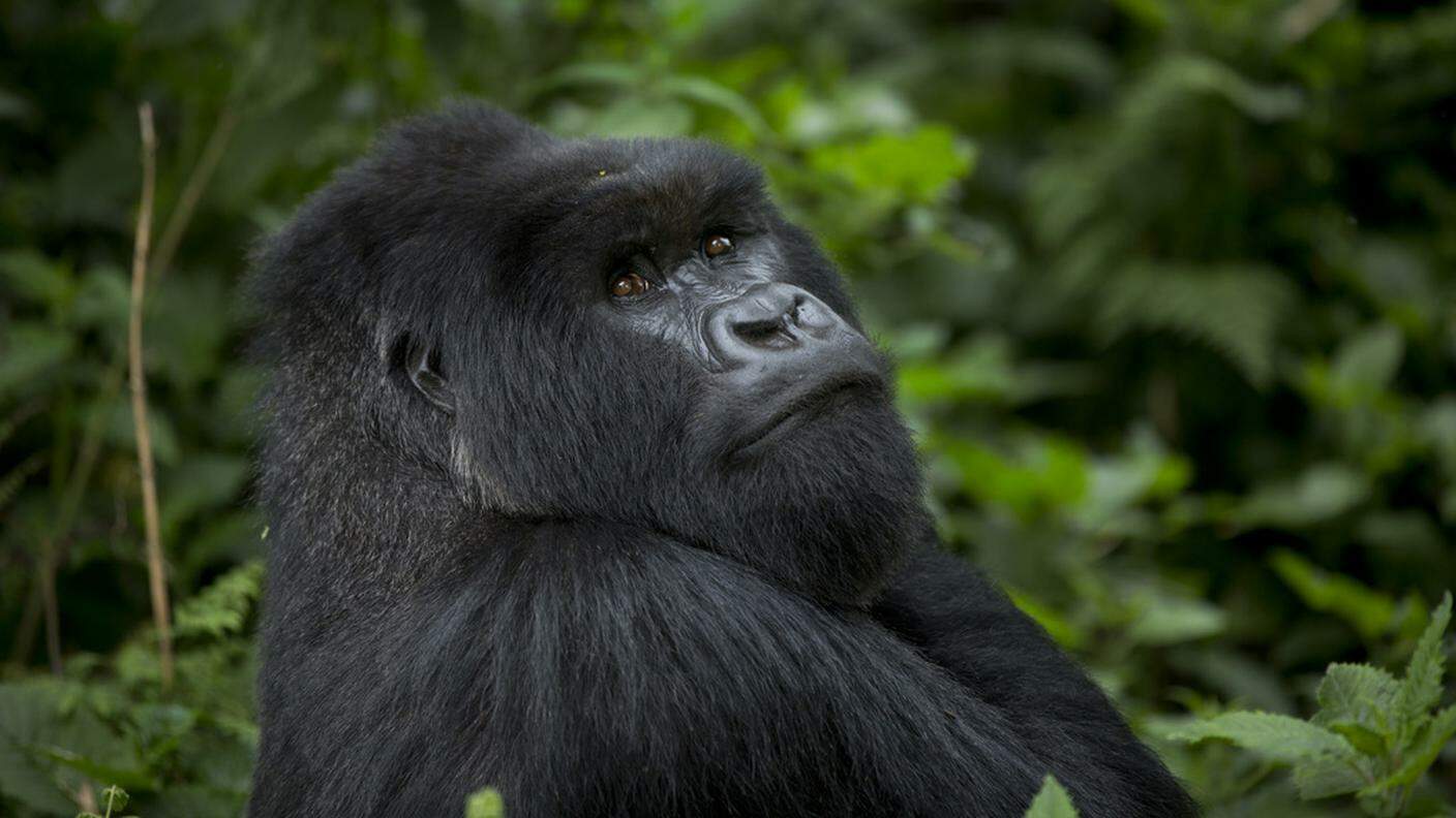 La gorilla Julchen ha lasciato per sempre lo zoo di Francoforte