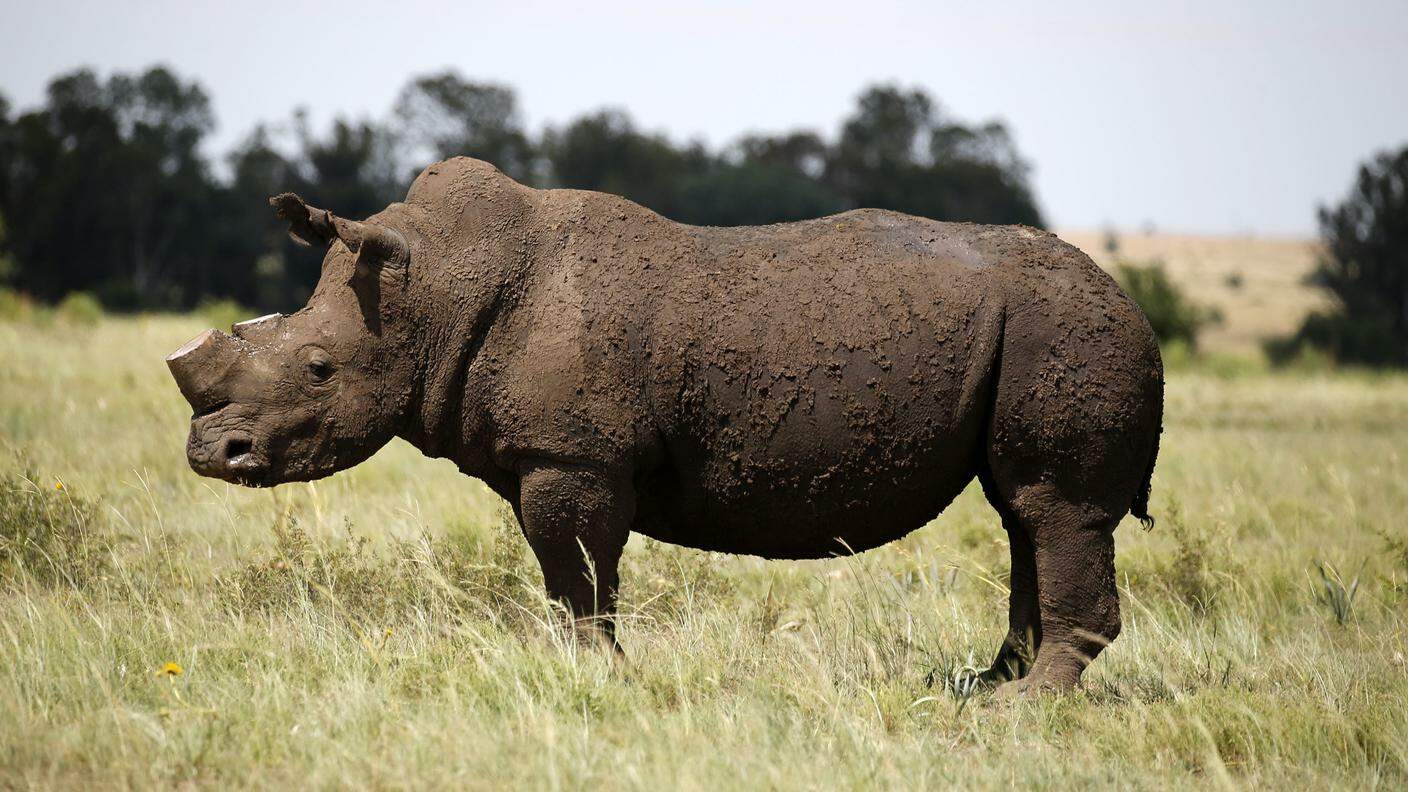 Un rinoceronte nero senza corno in un'area tra Zimbabwe e Sudafrica
