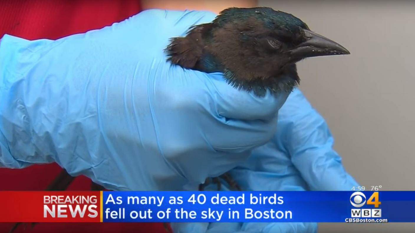 Uno degli uccelli feriti a Boston