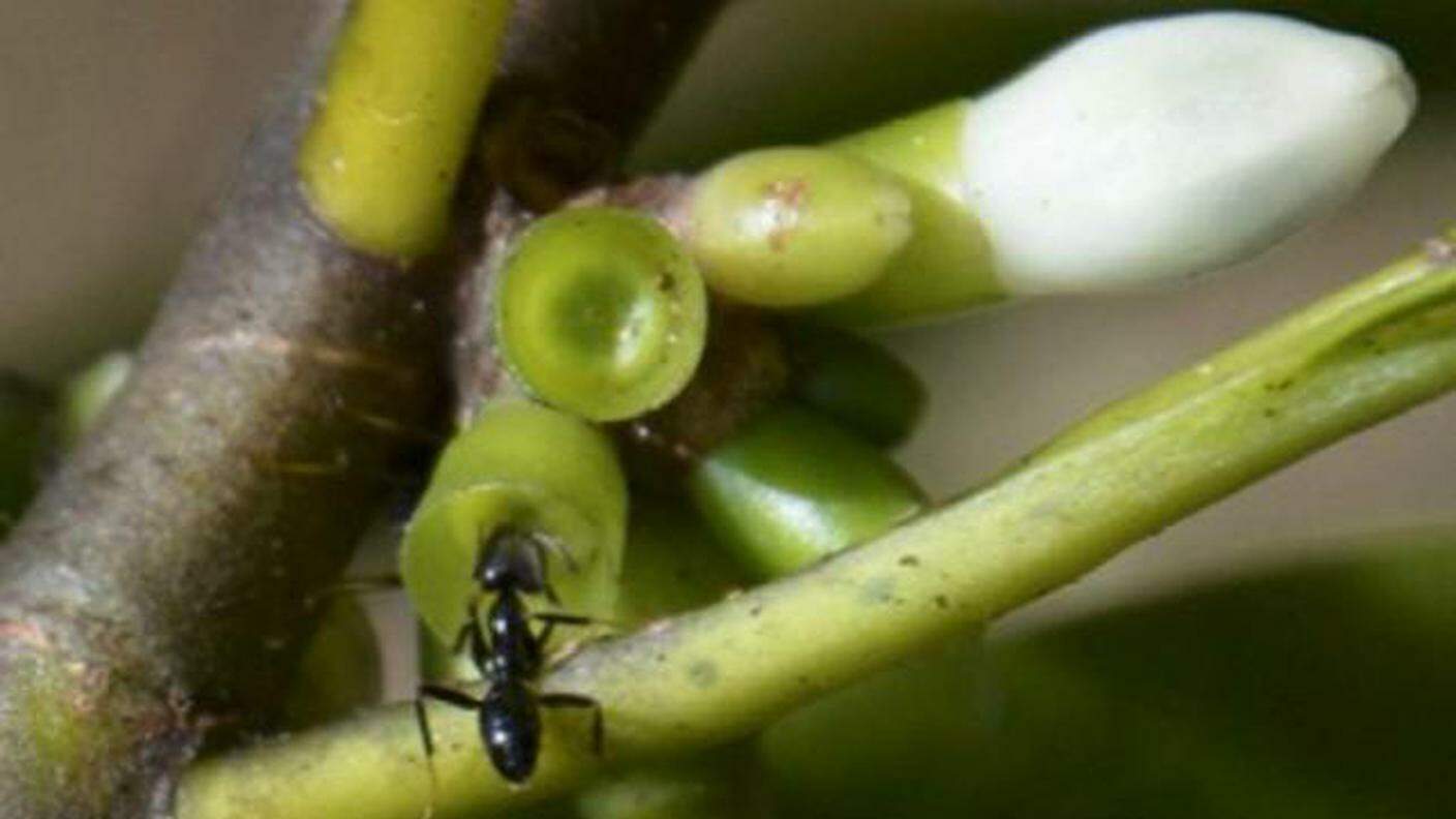 Una formica Philidris nagasau dedita all'agricoltura
