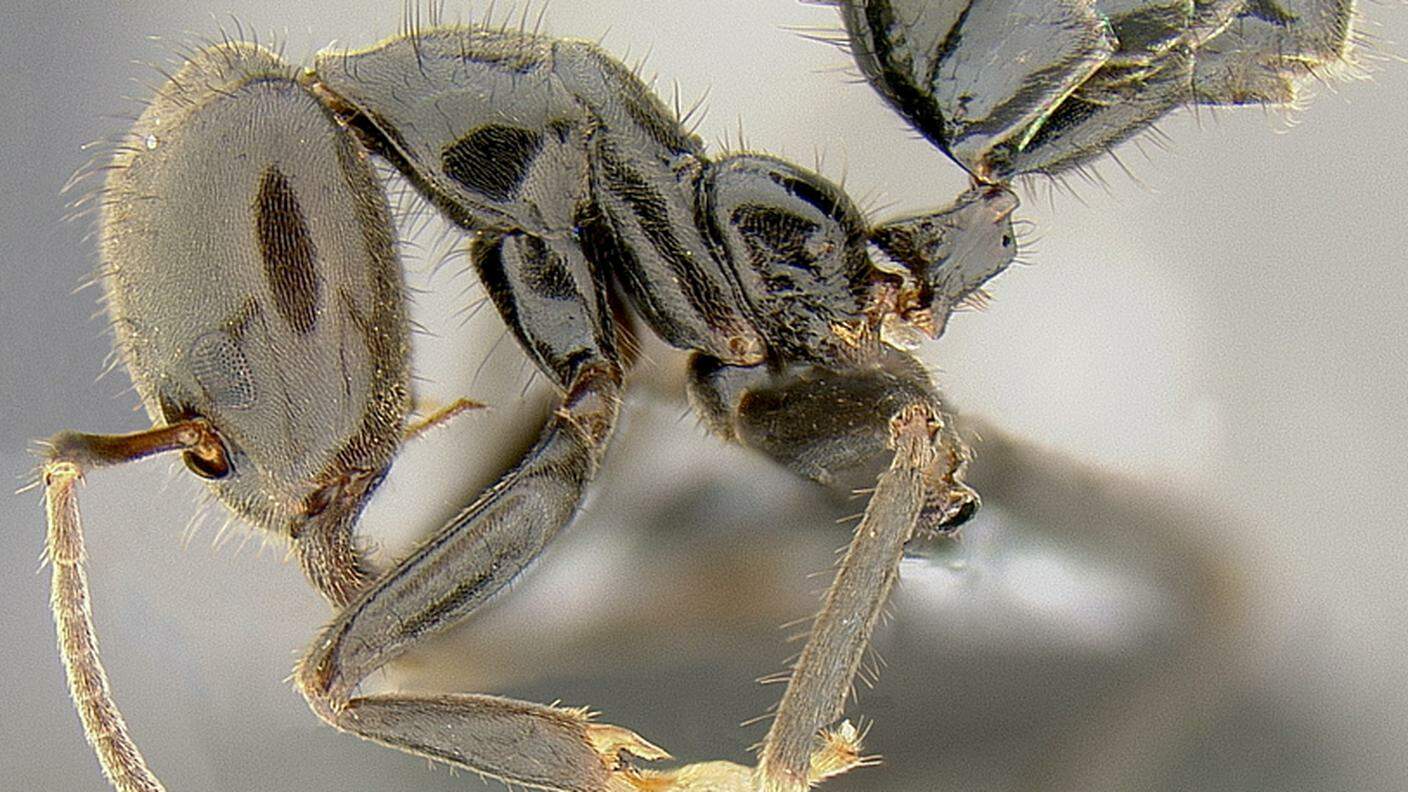 Una formica Philidris nagasau