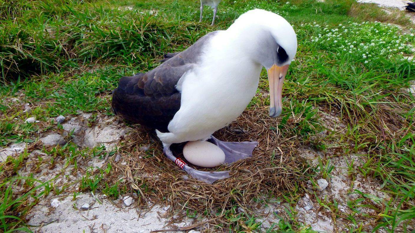 Wisdom, 66 anni, cova il suo uovo in un prato di Midway