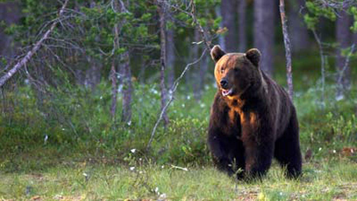 Canone di locazione per la riserva ridotto della metà per chi uccide un orso o un lupo